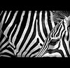 ZEBRAS