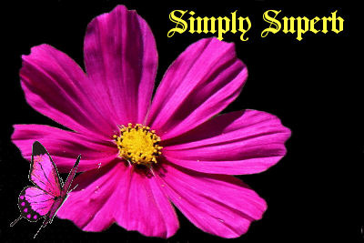 flower &butterfly